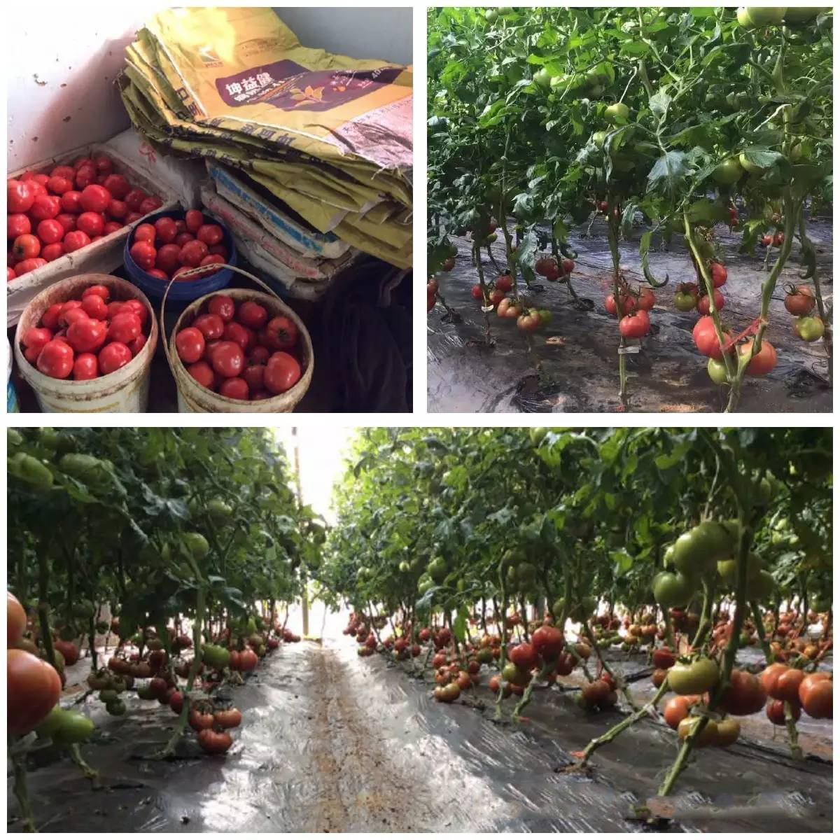 1495249682113397.jpg 11.jpg