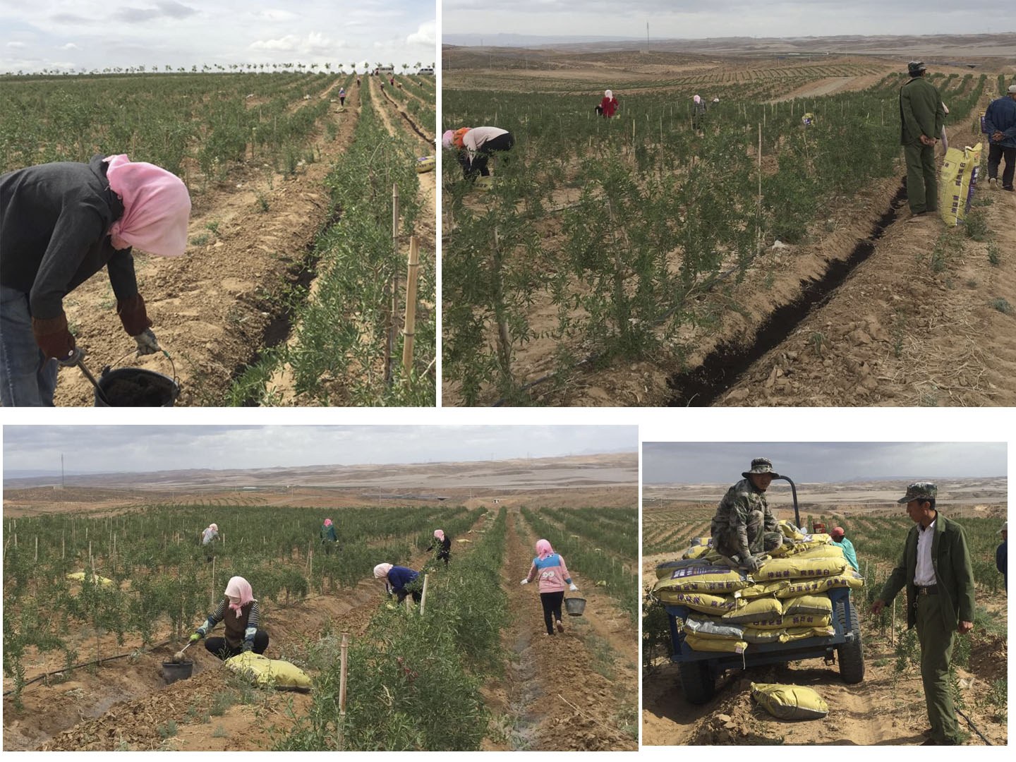 1513218561555669.jpg 施肥.jpg