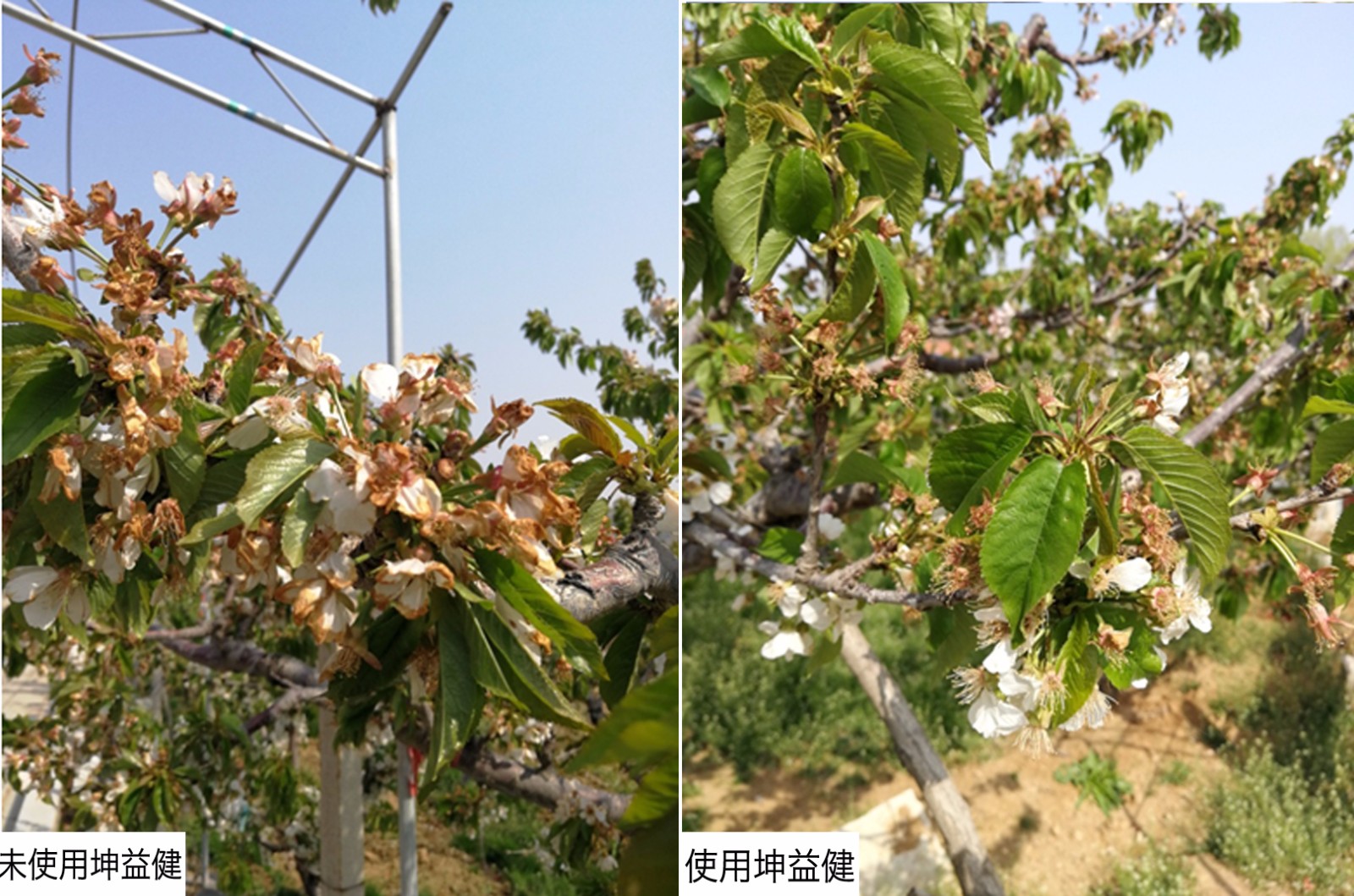 1525331320161197.jpg 對(duì)比 花.jpg