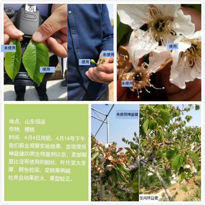 1525683684630673.jpg 山東櫻桃.jpg