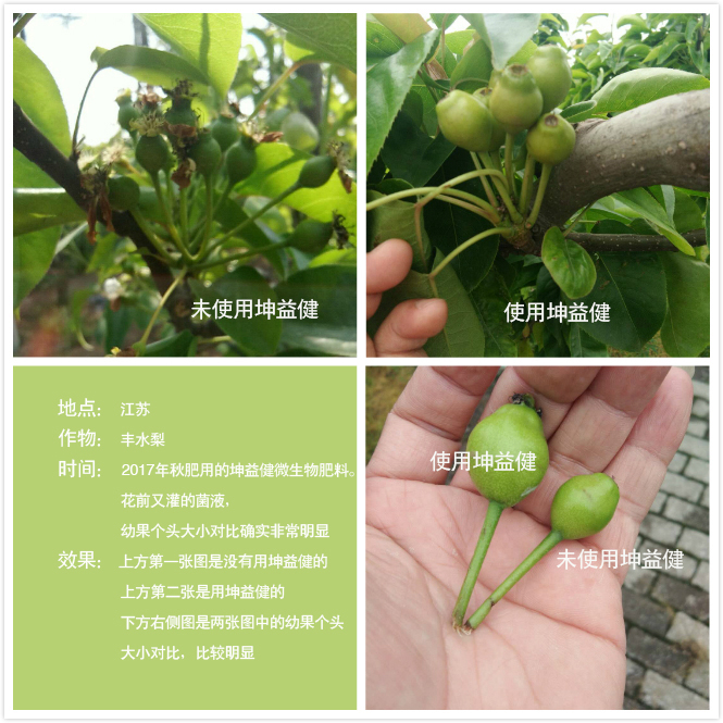 1525683698203411.jpg 豐水梨(加文字).jpg