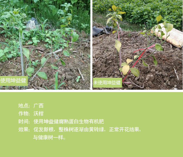 1525684703269163.jpg 沃柑.jpg