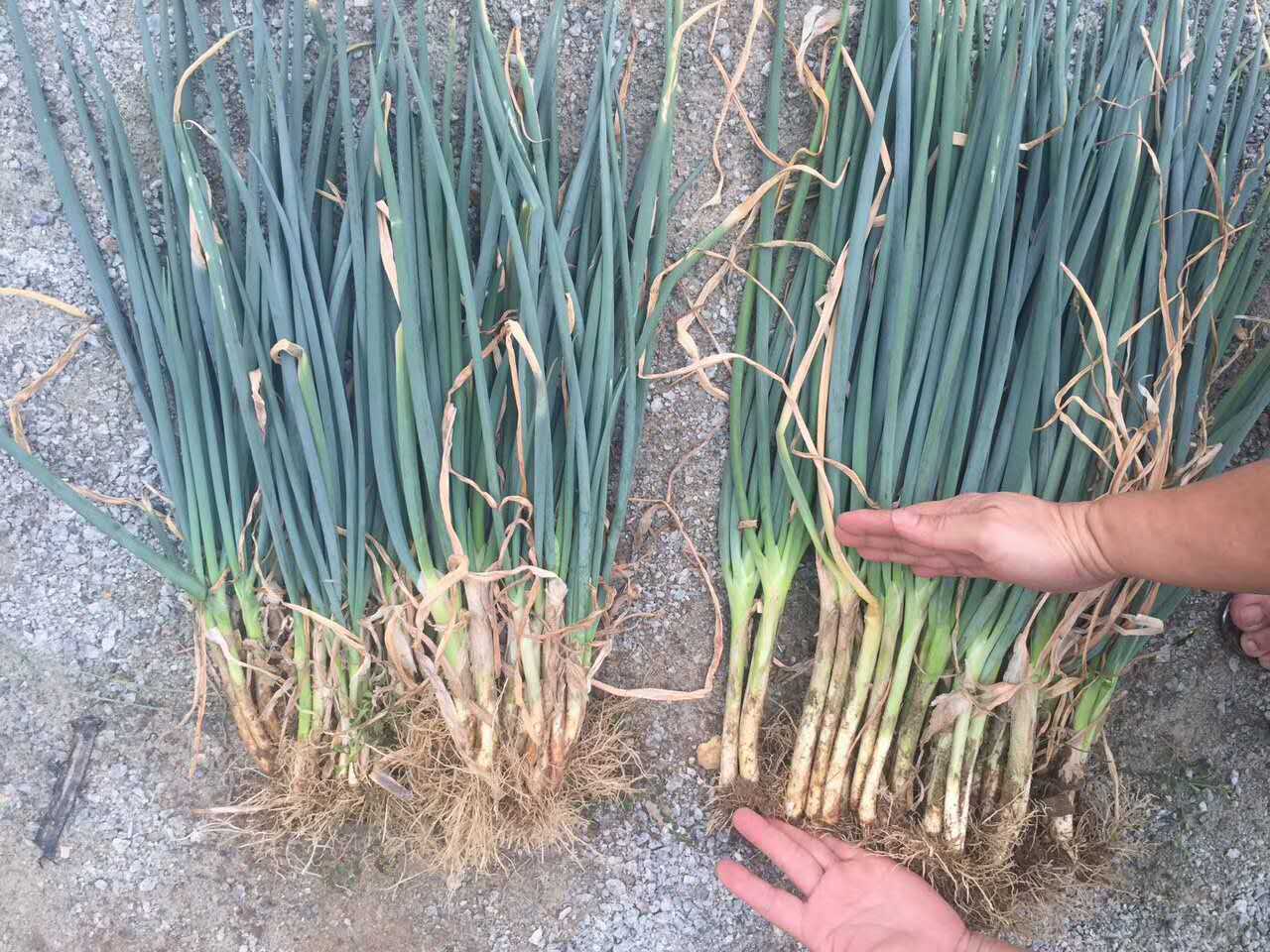 1527753518631319.jpg 微信圖片_20171022205838.jpg