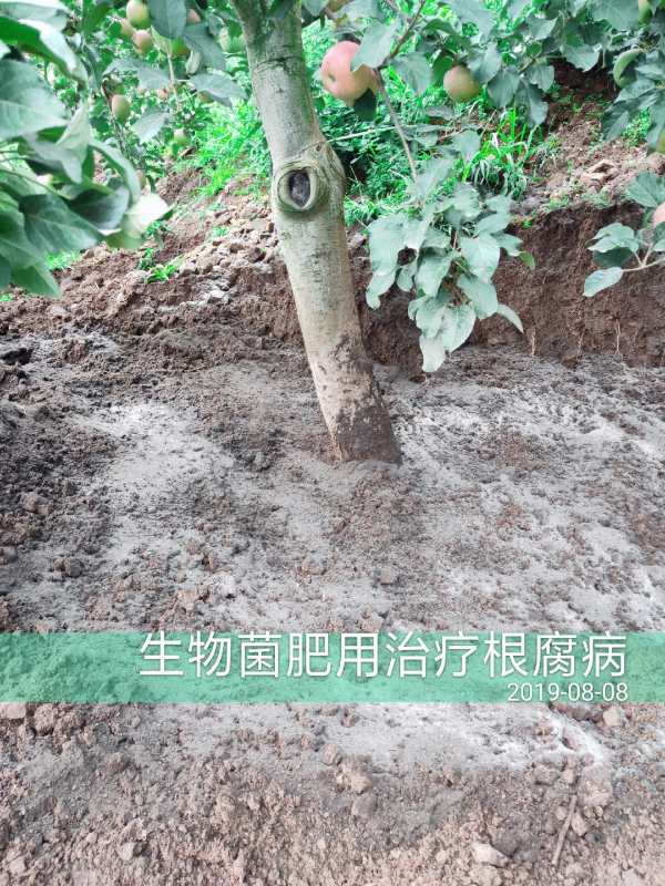 1598498444828324.jpg 生物菌肥治療根腐病.jpg