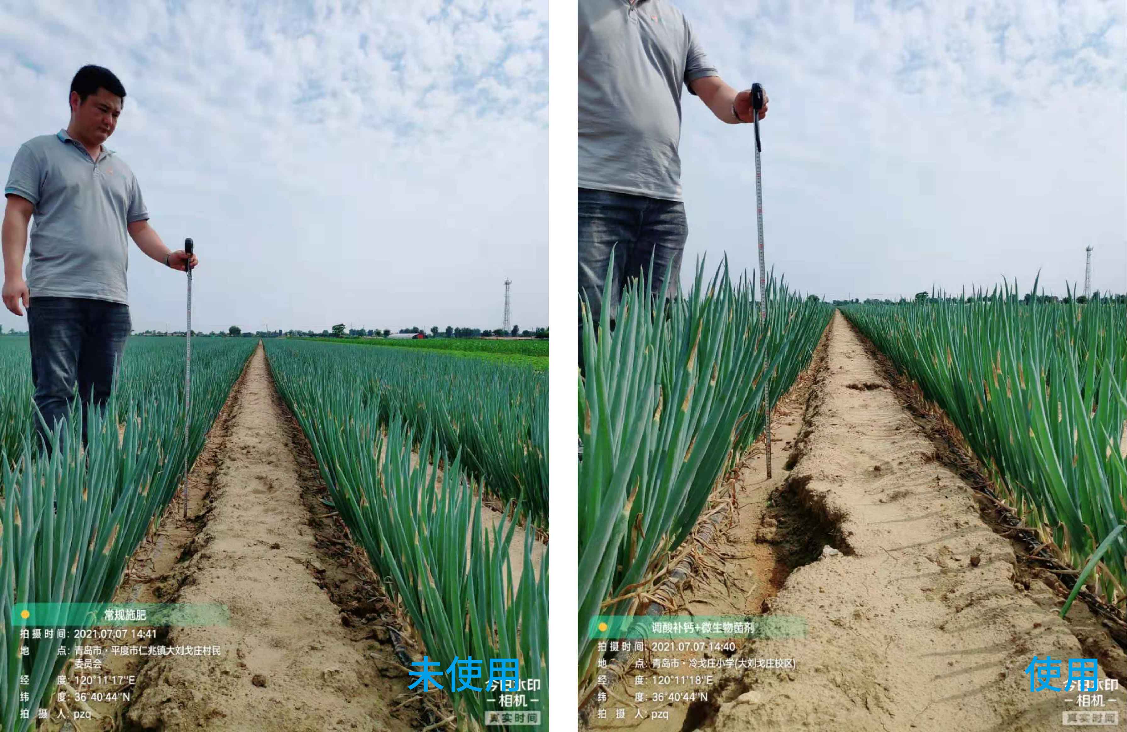 1627003081570842.jpg 小蔥對比1-01.jpg