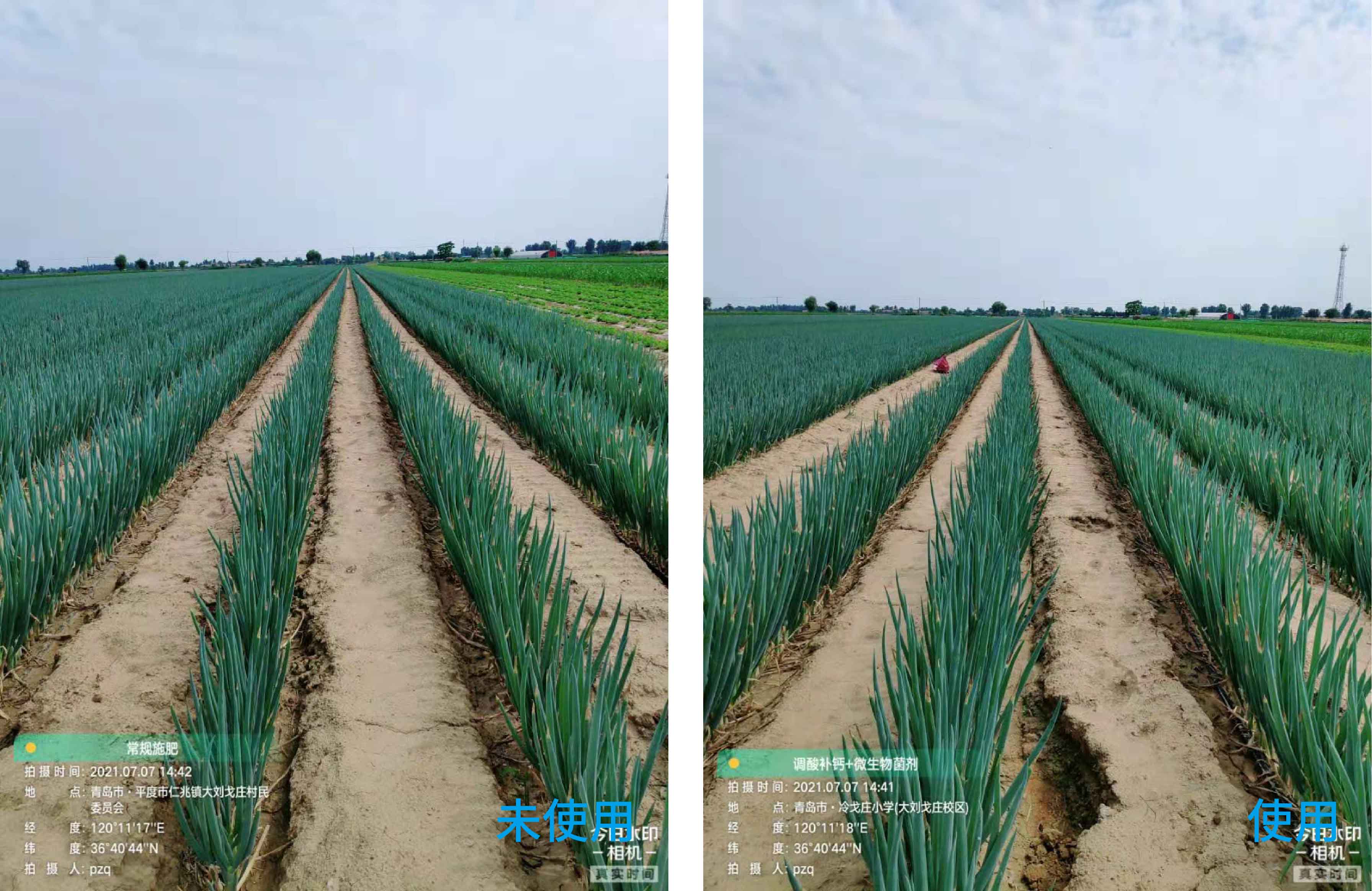 1627003092843919.jpg 小蔥對比2-01.jpg