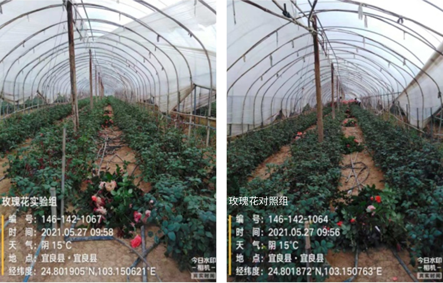 1629364761837835.jpg 4-01.jpg