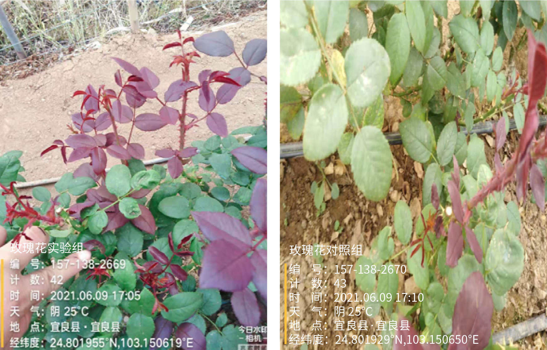 1629364824955635.jpg 7-01.jpg