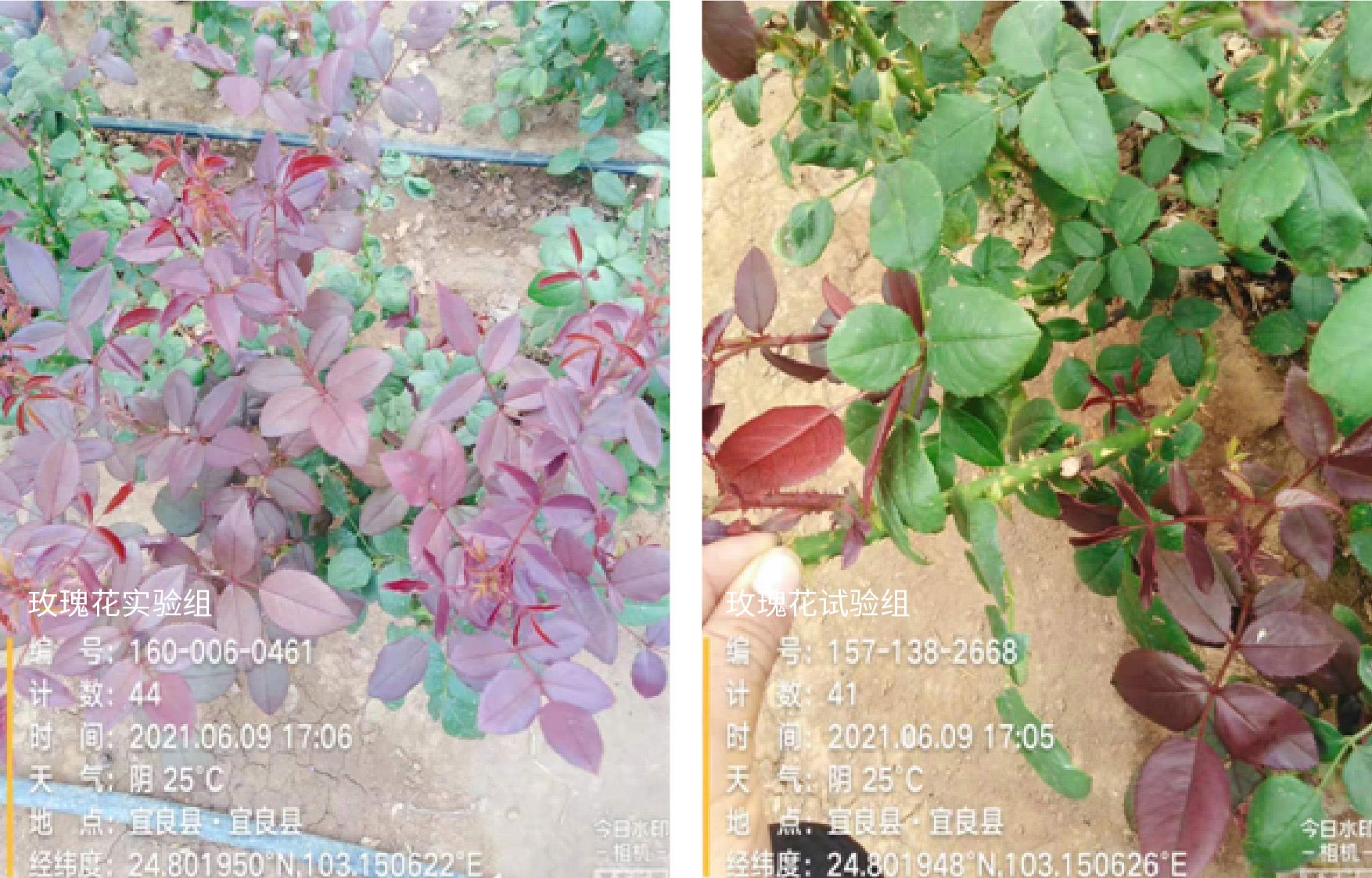 1629364829154395.jpg 8-01.jpg