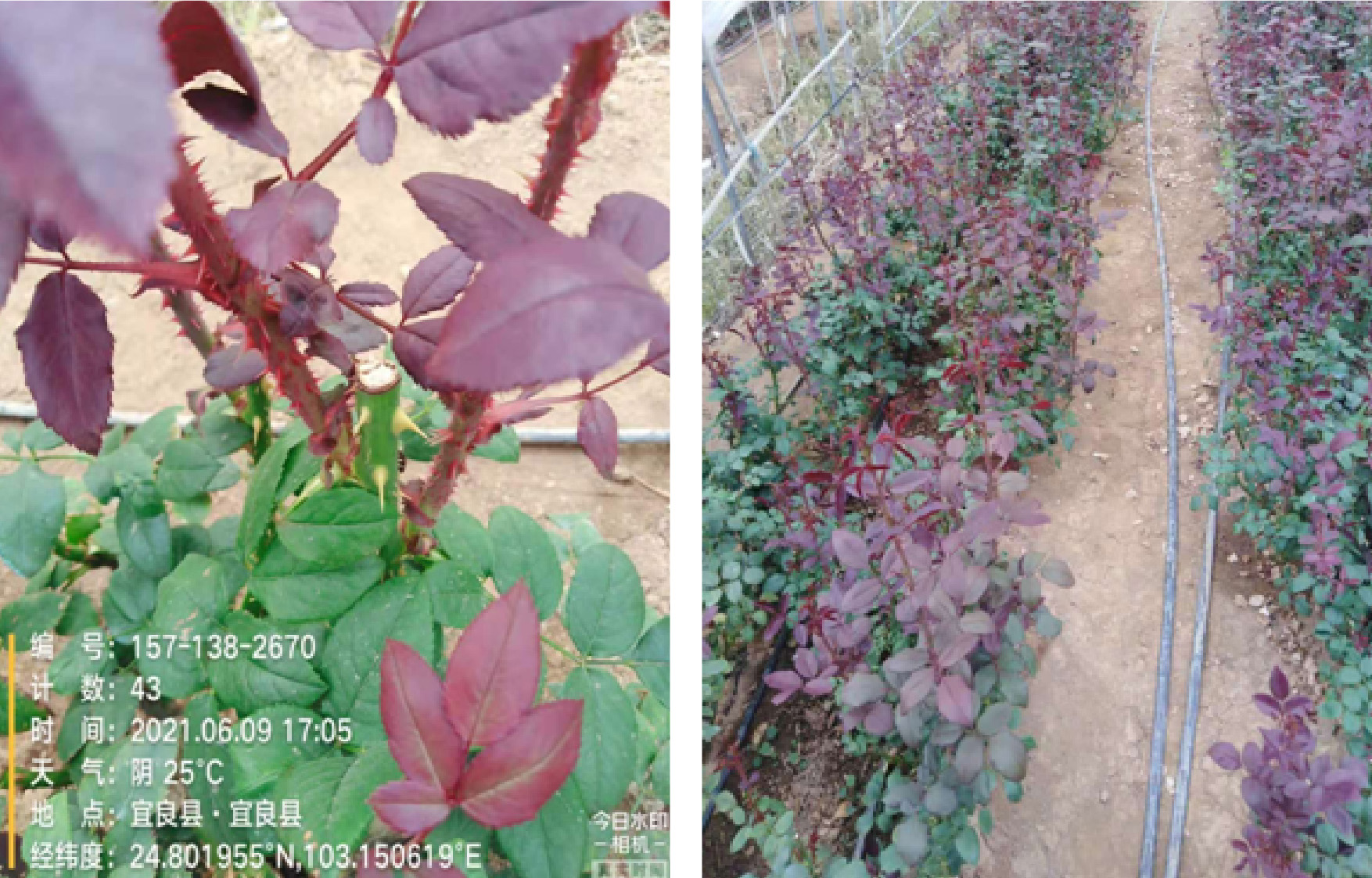 1629364842281841.jpg 9試驗(yàn)-01.jpg