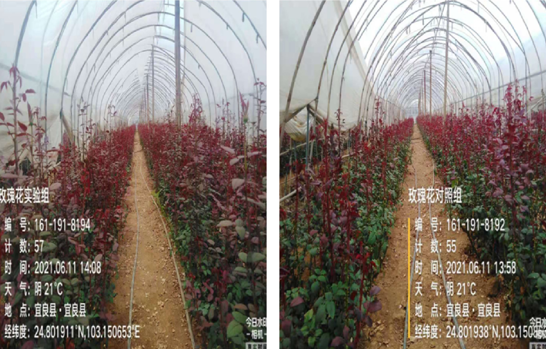 1629364855516797.jpg 10整體實(shí)驗(yàn)對照-01.jpg