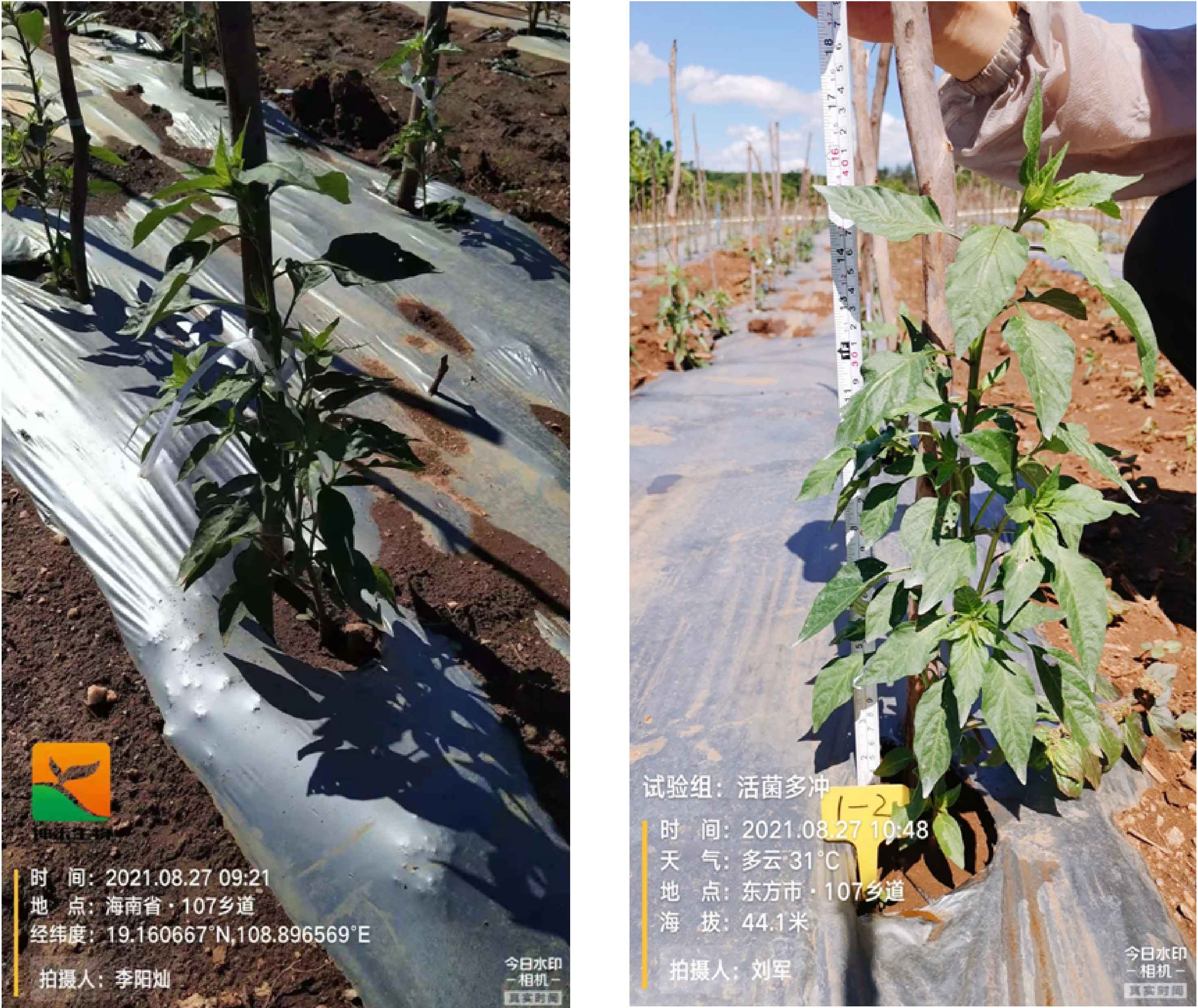 1630563425968904.jpg 15-01.jpg