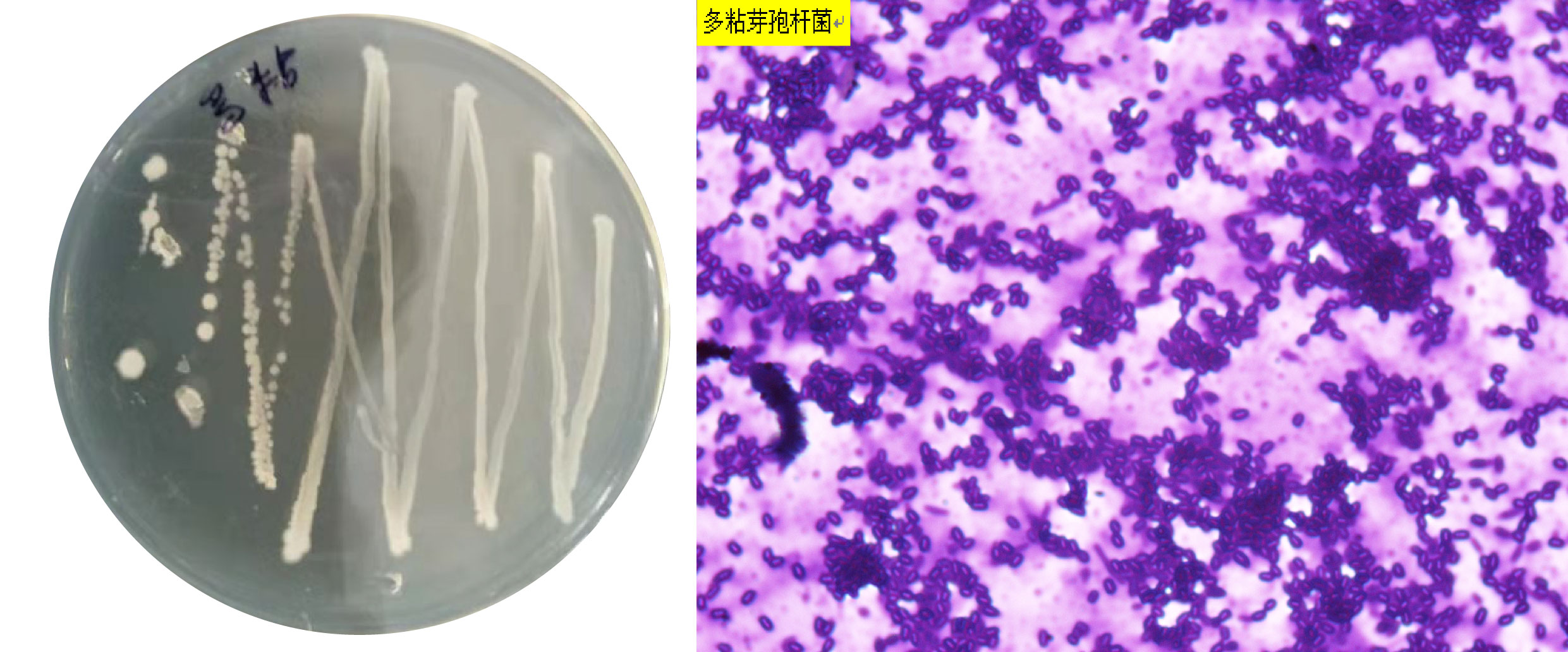 1672887218344359.jpg 多粘-02.jpg