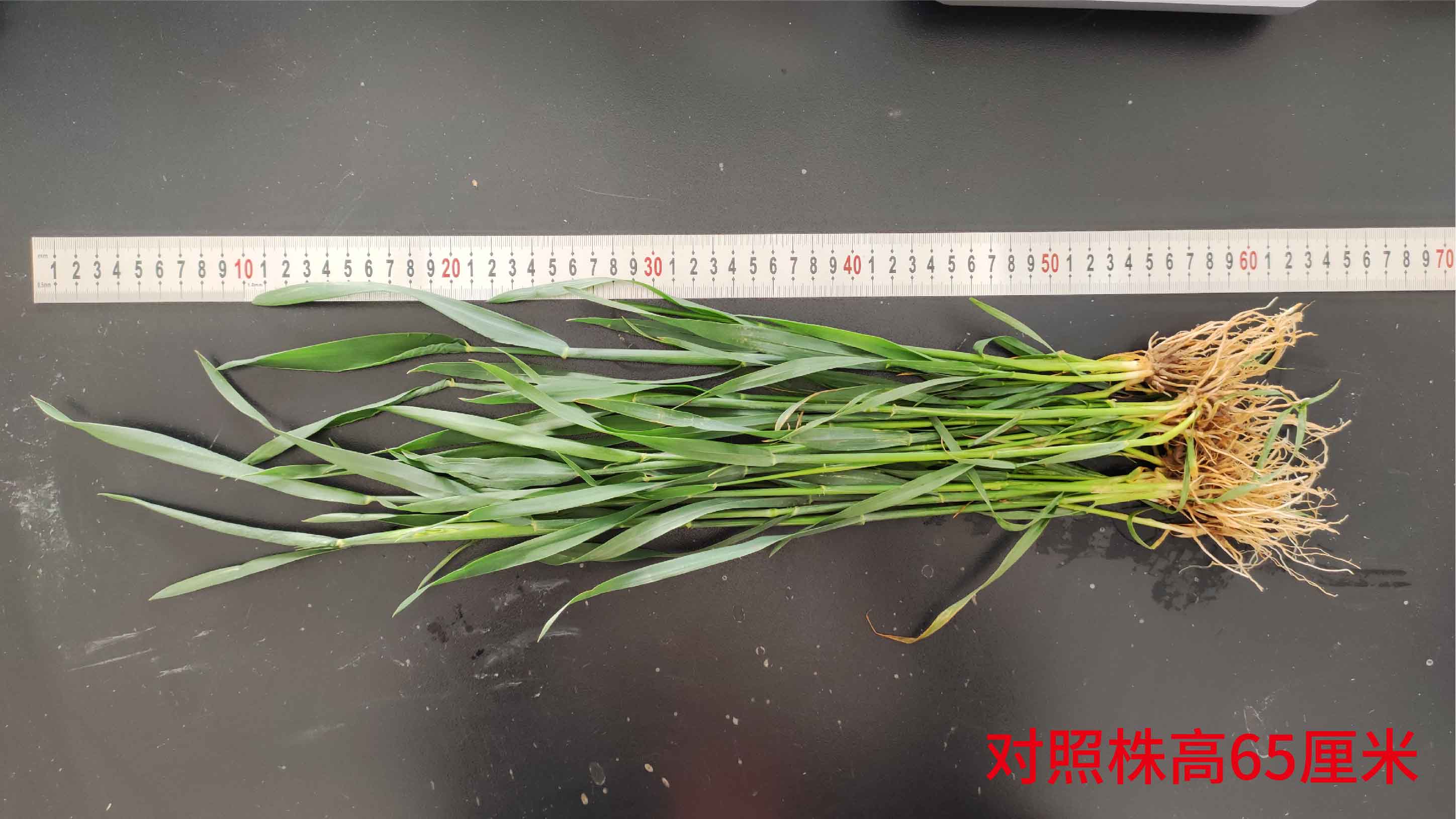 1683615442591643.jpg 對照株高65-01.jpg